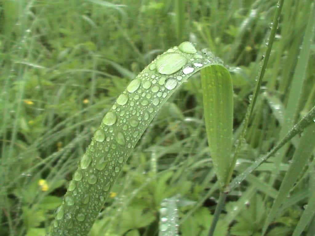 water-your-lawn-longer-but-less-times-per-week